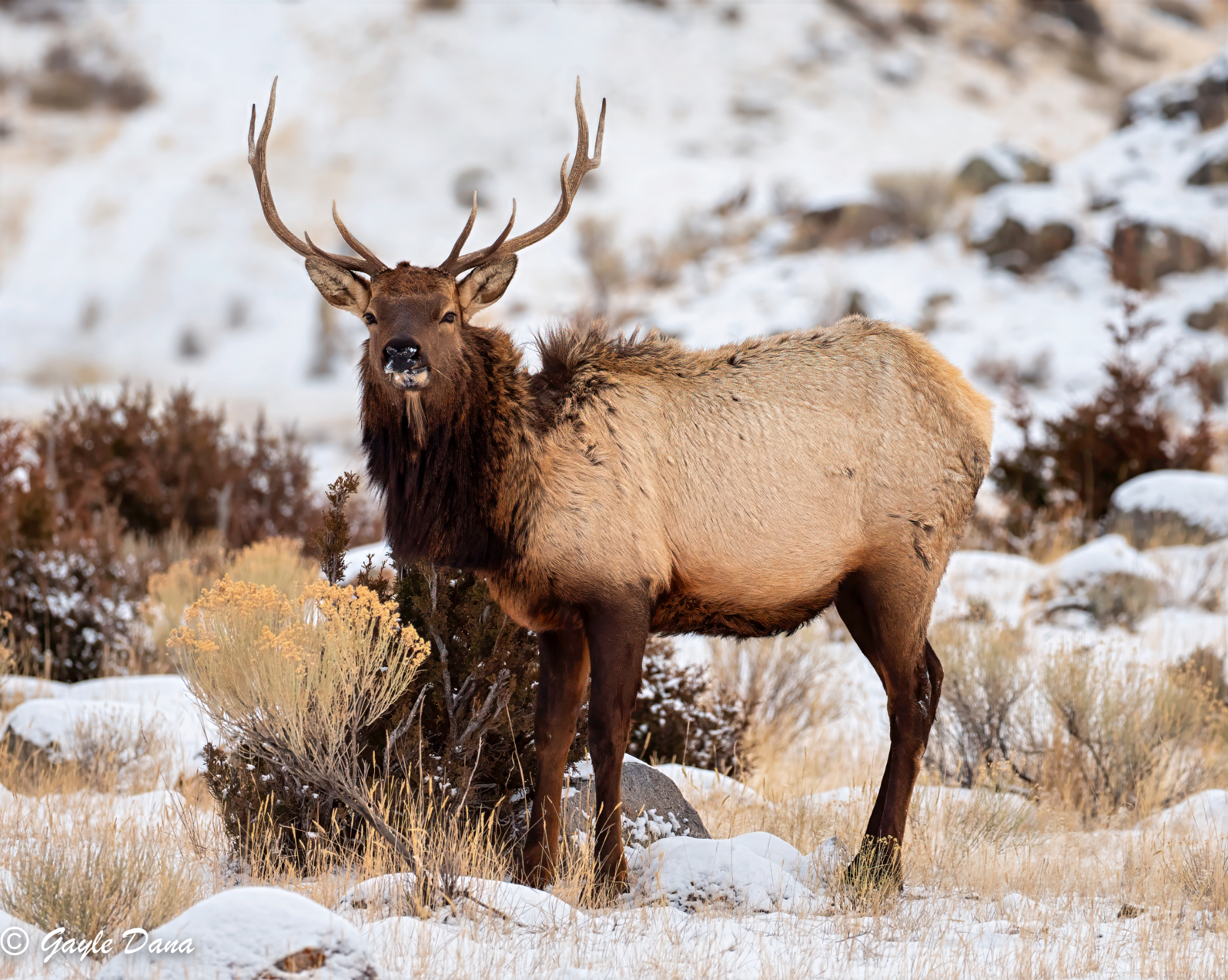Elk